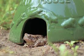 The trick is finding them. How To Attract Toads To The Garden Hgtv