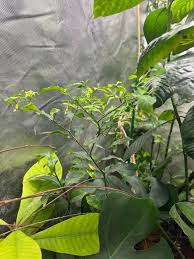 Image result for Tabernanthe