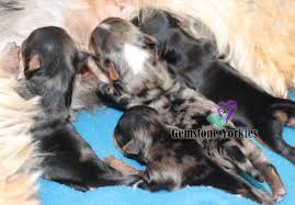 Are you trying to determine how much a puppy with breeding rights and papers would cost? Merle Yorkies Puppies For Sale Quality Merles Of America Exotic Yorkie Boutique