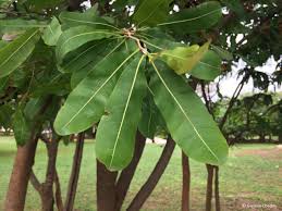 Image result for Ochna richardsiae