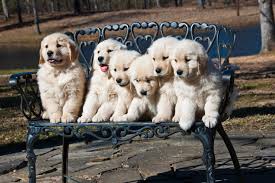 Contents how many puppies do german shepherds usually have? How Many Puppies Can A Golden Retriever Have