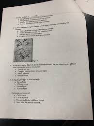 Cell structure and function photosynthesis cellular respiration cell growth and division. Blant Cells 1 Which Of The Following Is Not Part Of Chegg Com