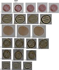 Image result for Motandra