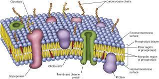 Phospholipid Bilayer Introduction Structure And Functions Cell Membrane Structure And Function Islamic Caligraphy Art