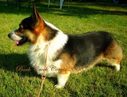 We did not find results for: This Is My Beloved Henry A Hooded Tri Color Pembroke Welsh Corgi Corgi Pembroke Welsh Corgi Welsh Corgi