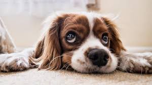 Dibawah adalah tafsir mimpi anjing di buku mimpi 2d anjing bergambar. Arti Mimpi Dikejar Anjing Tanda Tengah Tertekan Tribun Lampung
