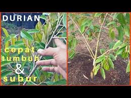 Cara Pemupukan Pohon Durian Agar Cepat Tumbuh Besar Dan Subur Youtube Kesuburan Tanaman Pohon