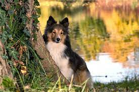 17 Wild Ornamental Trees Poisonous To Dogs Fairmount Pet Service