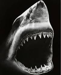 Black And White Shark Design Black And White Shark Animals Paint By Numbers Shark Drawing Shark Robert Longo