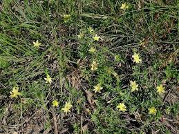 Image result for Menodora heterophylla