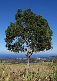 Image result for Elaeodendron