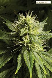 In fact, the flowering stage can last from 7 to 9 weeks or more. The Cannabis Ripening Process Steps Stages My Top 12 Natural Bloom Enhancers Ed Rosenthal