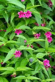 Image result for Jasminum beesianum