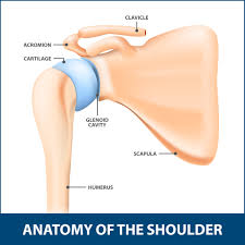 A dislocation causes muscles in your shoulder to shut down, says. Shoulder Socket Fracture Glenoid Florida Orthopaedic Institute