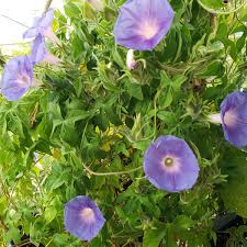 Image result for Ipomoea crassipes