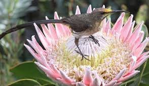 The protea is south africa's national flower. Proteas South Africa S National Flower