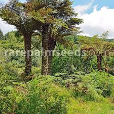 Image result for Cyathea capensis