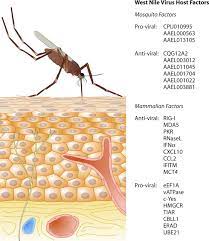 Jun 22, 2021 · zwar gibt es mittlerweile mehrere impfstoffe gegen das coronavirus, ein wirksames medikament jedoch noch nicht. West Nile Virus Biology Transmission And Human Infection Clinical Microbiology Reviews