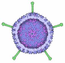 We highlight new developments, which include the structure of the penton base and the discovery that adenovirus has several relatives. Pdb 101 Molecule Of The Month Adenovirus