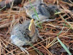 What To Feed A Baby Bird That Fell Out Of A Nest
