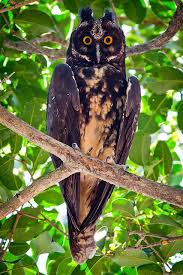 Stygian Owl Asio Stygius Pet Birds Nocturnal Birds Weird Animals