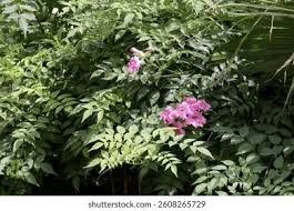 Image result for Podranea