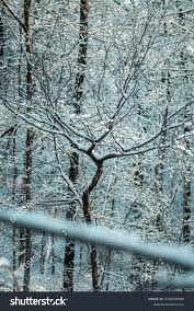 Snow Covered Trees Morning Stock Photo 2128349000