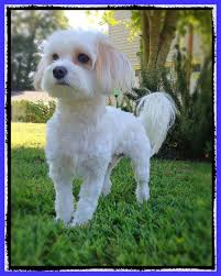 Pin On Dog Grooming Tips
