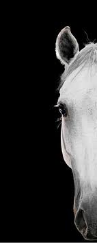 Pin By Masa Lukanovic On Poncik Hayvanlar Horse Portrait Horses Horse Photography