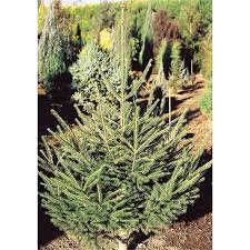 ヨーロッパ トウヒ