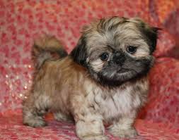 Breeding All Colors Of Shih Tzu Puppies In Texas In 2020 Shih Tzu Puppy Shitzu Puppies Shih Tzu