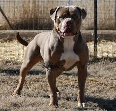 They are originally from america and were bred by english bulldogs. American Bulldog American Bulldog Bully Breeds Dogs American Bulldog Puppies