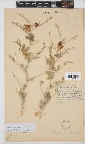 Image result for Lessertia falciformis