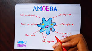How To Draw Amoeba Labeled Science Diagram Youtube