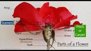 And the way in which multiple. Parts Of A Flower Flower Parts Flower Structure Science Lessons