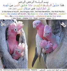 العزة لله جميعا هذا خلق الله تبارك وتعالى الطيور الجزء الخامس مح God Almighty Allah Holy Quran