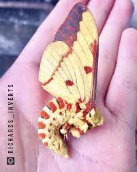 Brazilian Royal Moth Playing Dead And Showing Off His Aposematic Warning Colouration Moth Colorful Moths Cute Moth