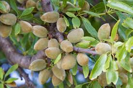 Prunus dulcis (Almond)