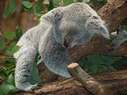 Animal Animals Australia Koala Bear Lazy Nature Conservation Rest Royalty Free Sleep Teddy Koala Bear Koala Koalas