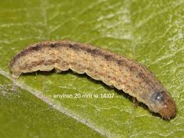 Image result for Hadena compta