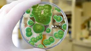 Grow the penicillin you first want to put a piece of white bread, a cantaloupe (or any citrus fruit (s)) that is cut. Mold That Led To Penicillin Discovery Revived To Fight Superbugs Live Science