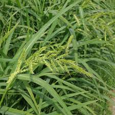 Image result for Echinochloa colona