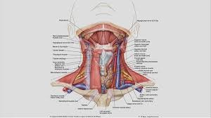 A lump in the neck may be a sign of thyroid cancer. Video Why Is There A Lump In My Neck And Do I Need To Worry Uctv University Of California Television