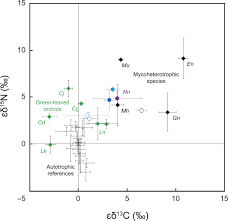 Image result for Nervilia adolphi