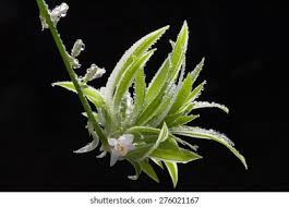 Image result for Chlorophytum sparsiflorum