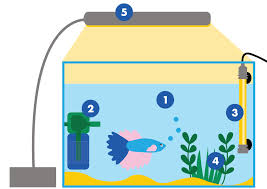 Betta Le Poisson Le Plus Facile D Entretien By Cote Nature Cote Nature Medium