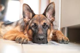 We just seem to have a small problem with our cat. Can German Shepherds Live In Apartments 5 Useful Tips