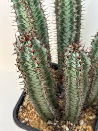 Image result for Euphorbia unicornis