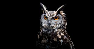 Owl Wallpaper 4k Ultra Hd Wallpaper Owl Wallpaper Beautiful Owl Horned Owl