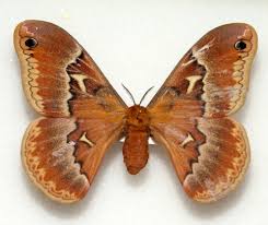 Image result for Rothmannia macrosiphon